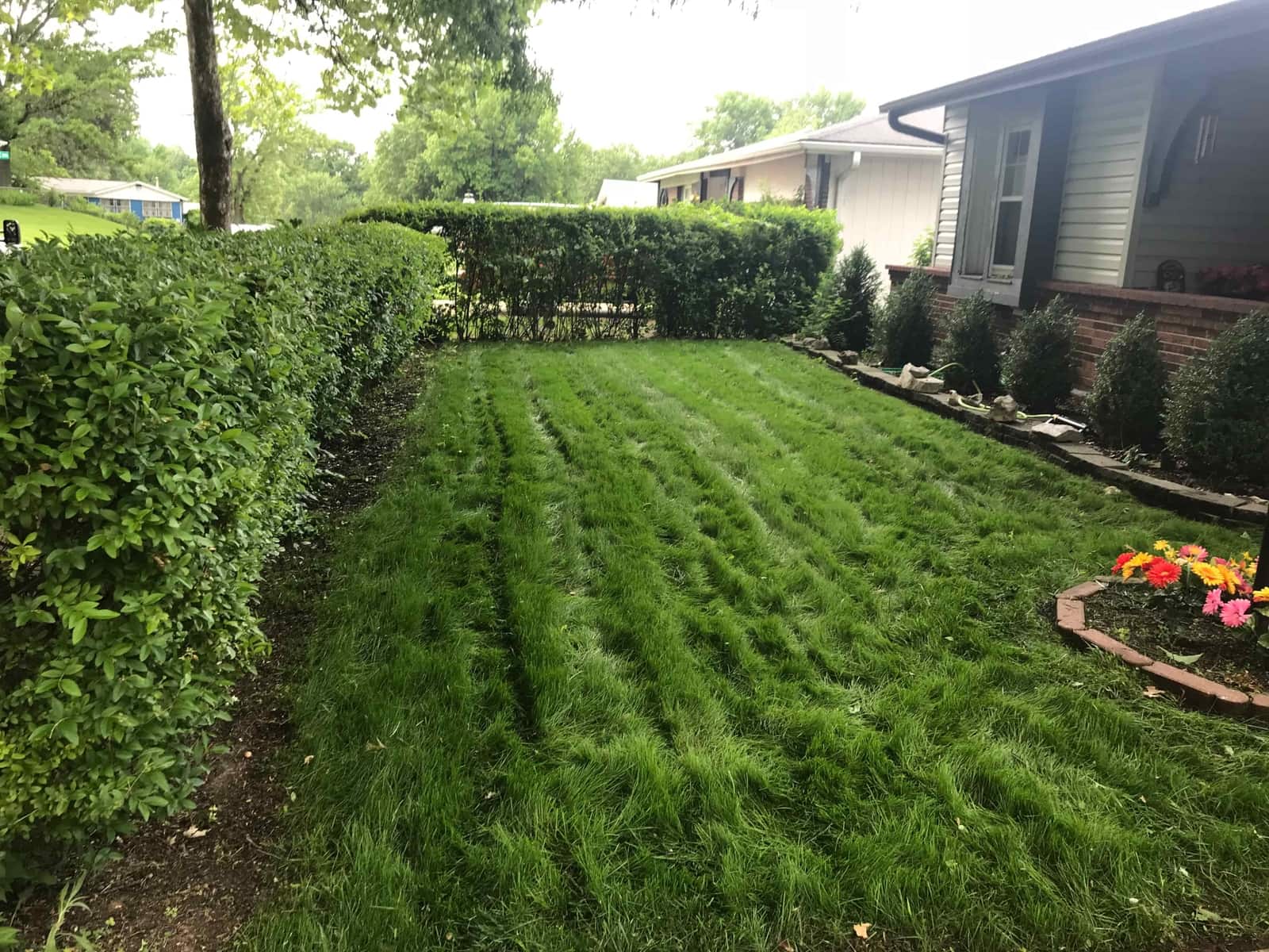 fertilized lawn care