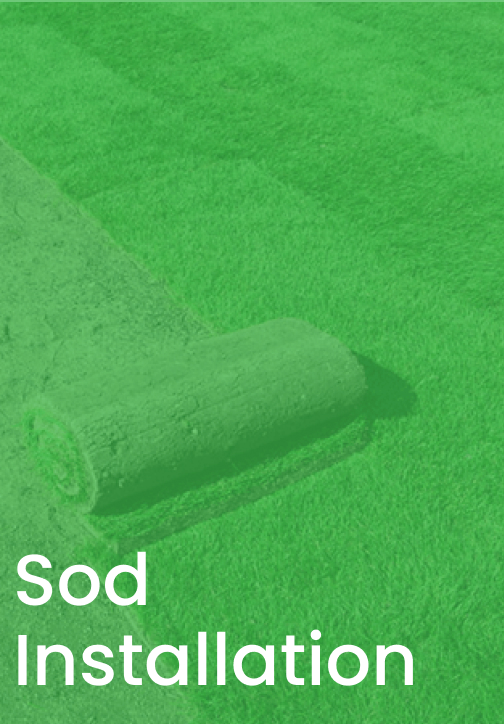 Sod Installation Link