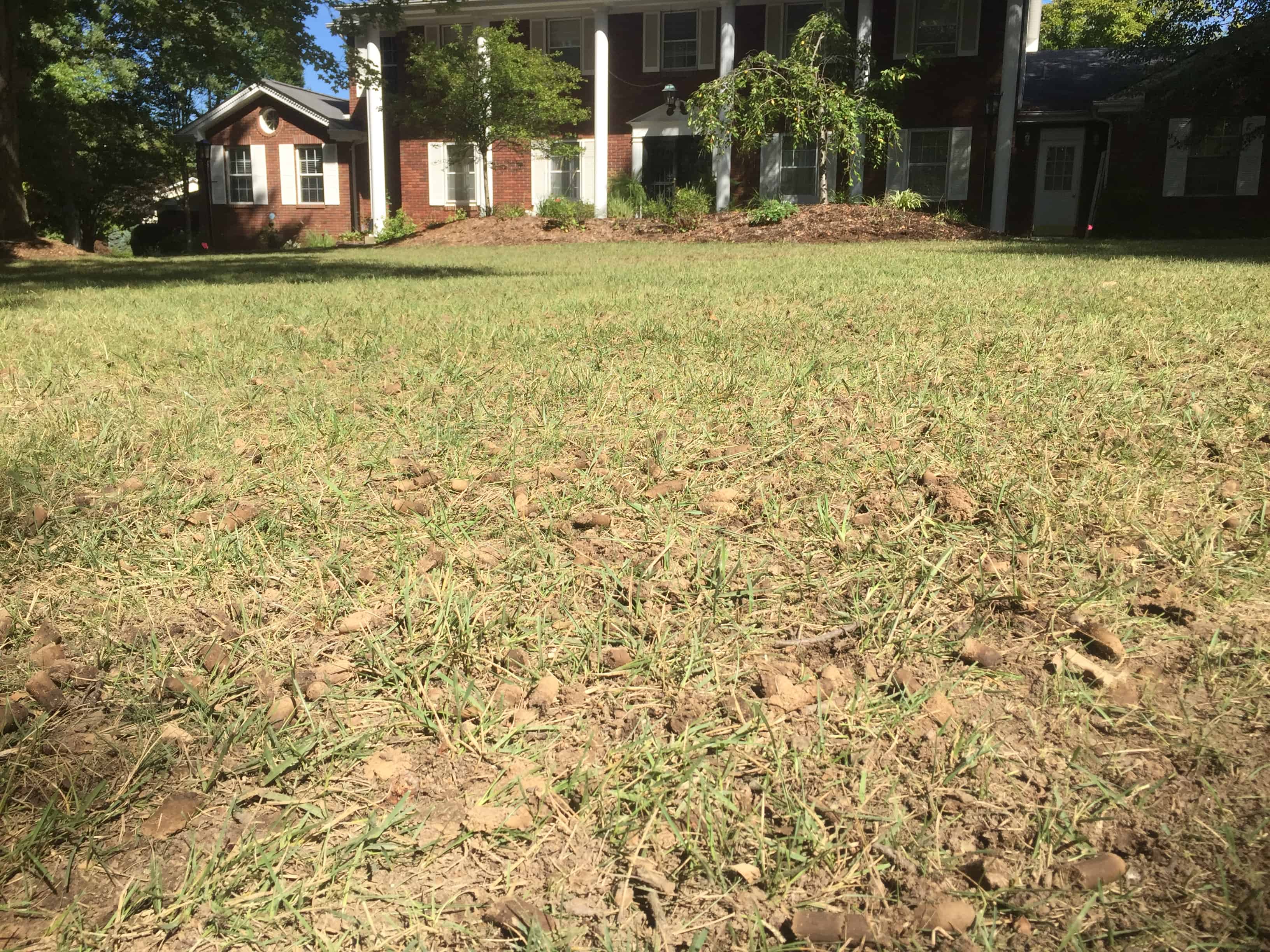 lawn inspection