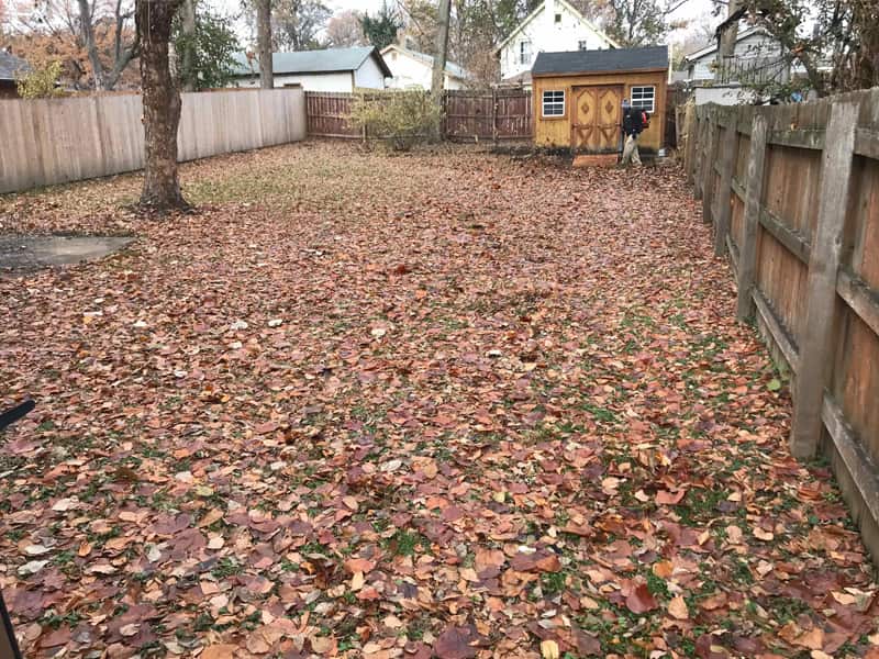 leafs in yard