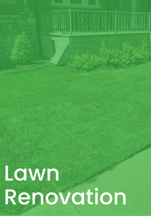 Lawn Renovation Link